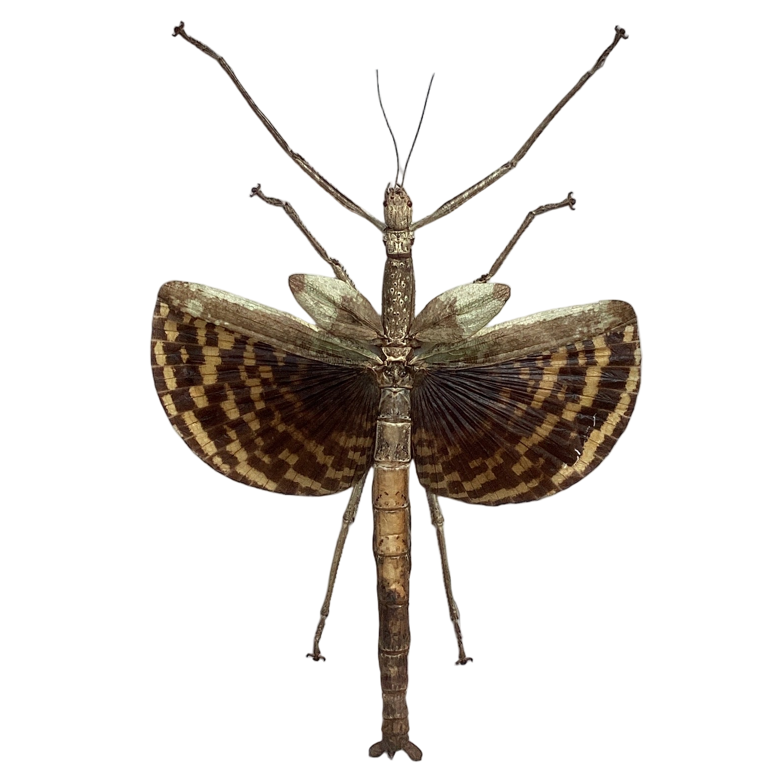 Giant Walkingstick Insect