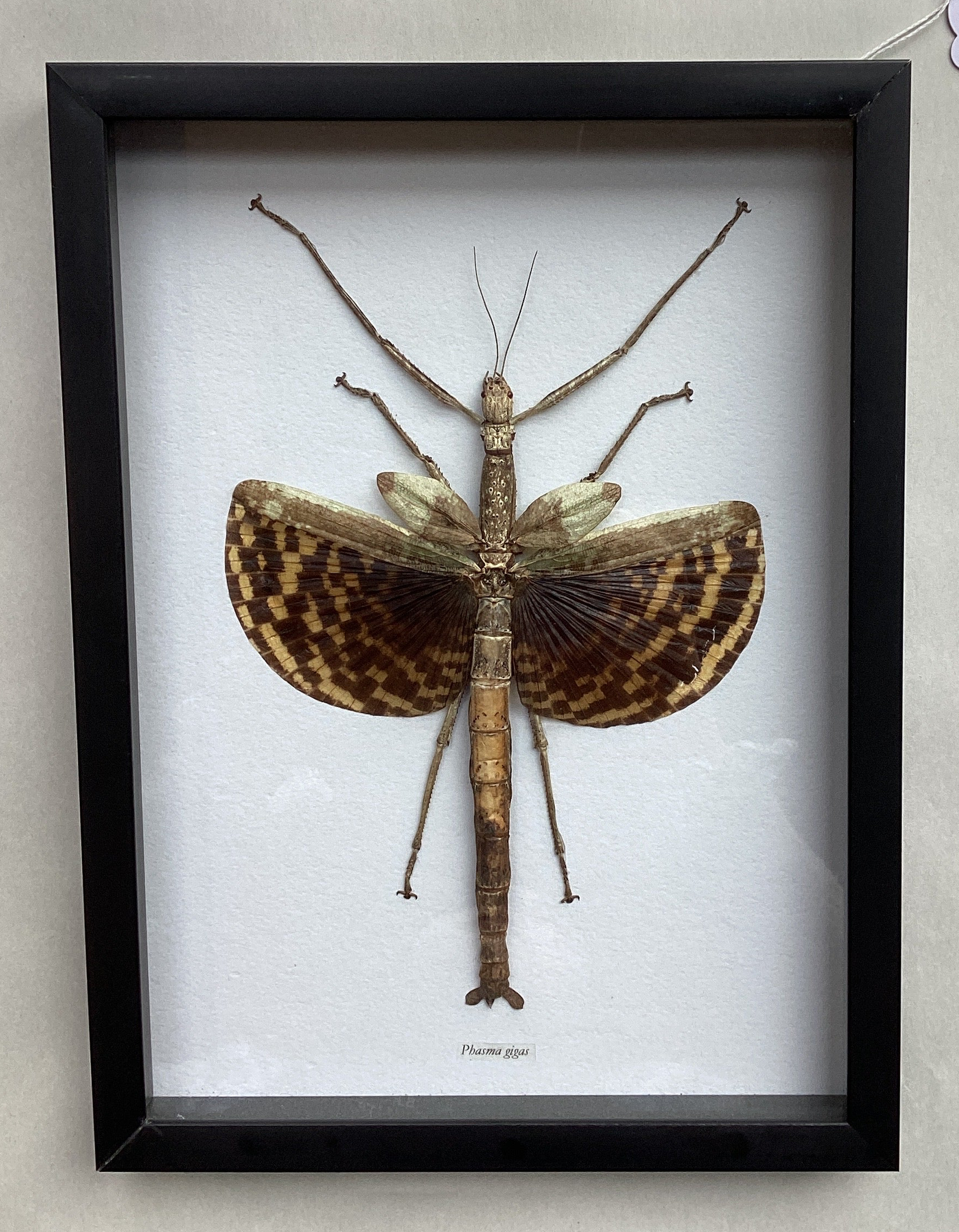 Giant Walkingstick Insect