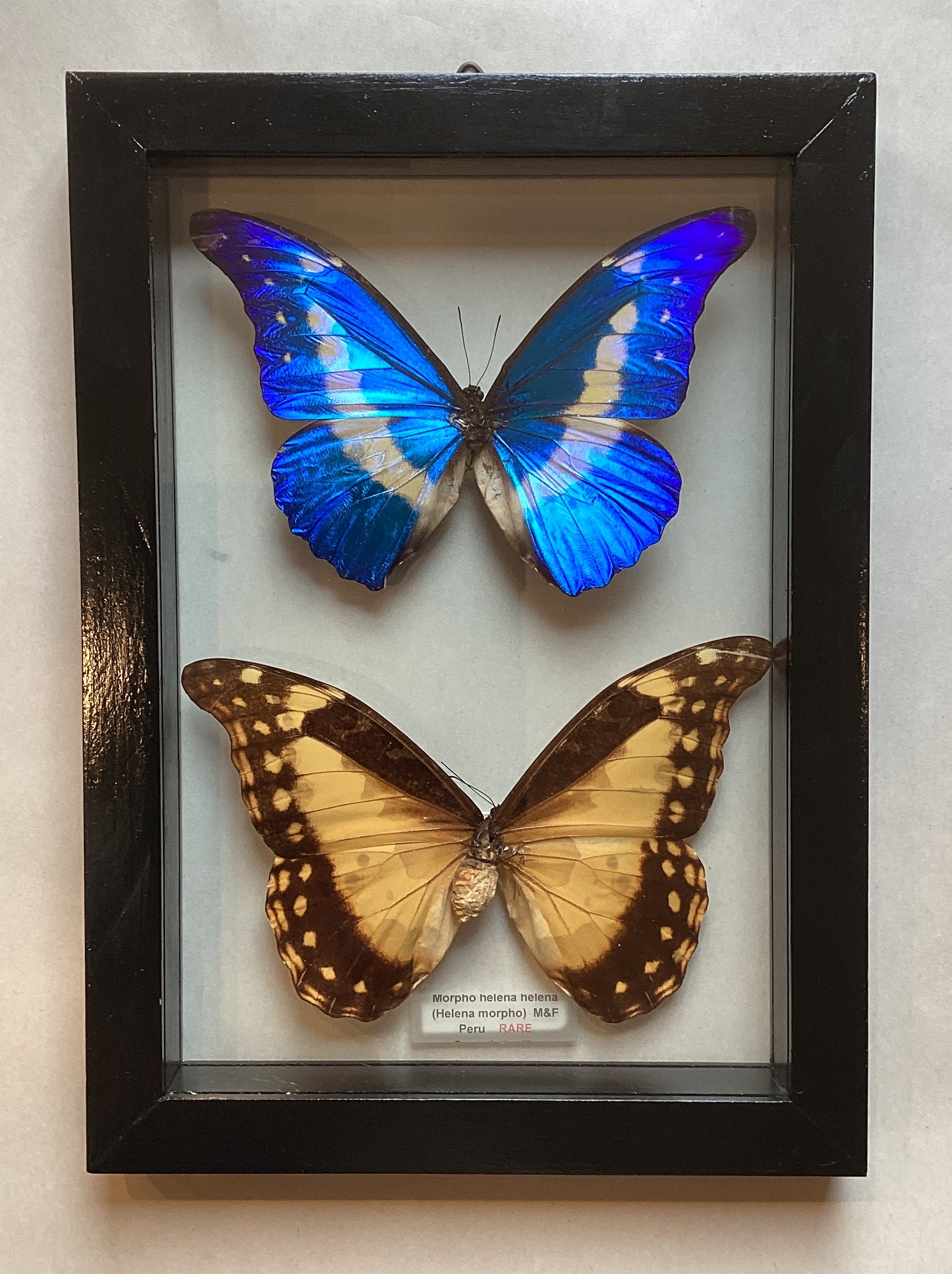 Morpho Helene M&F