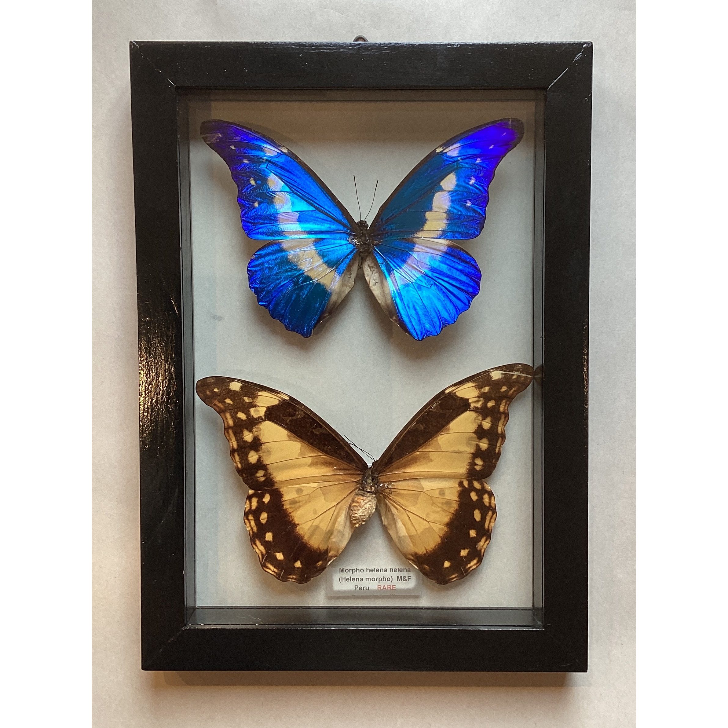 Morpho Helene M&F