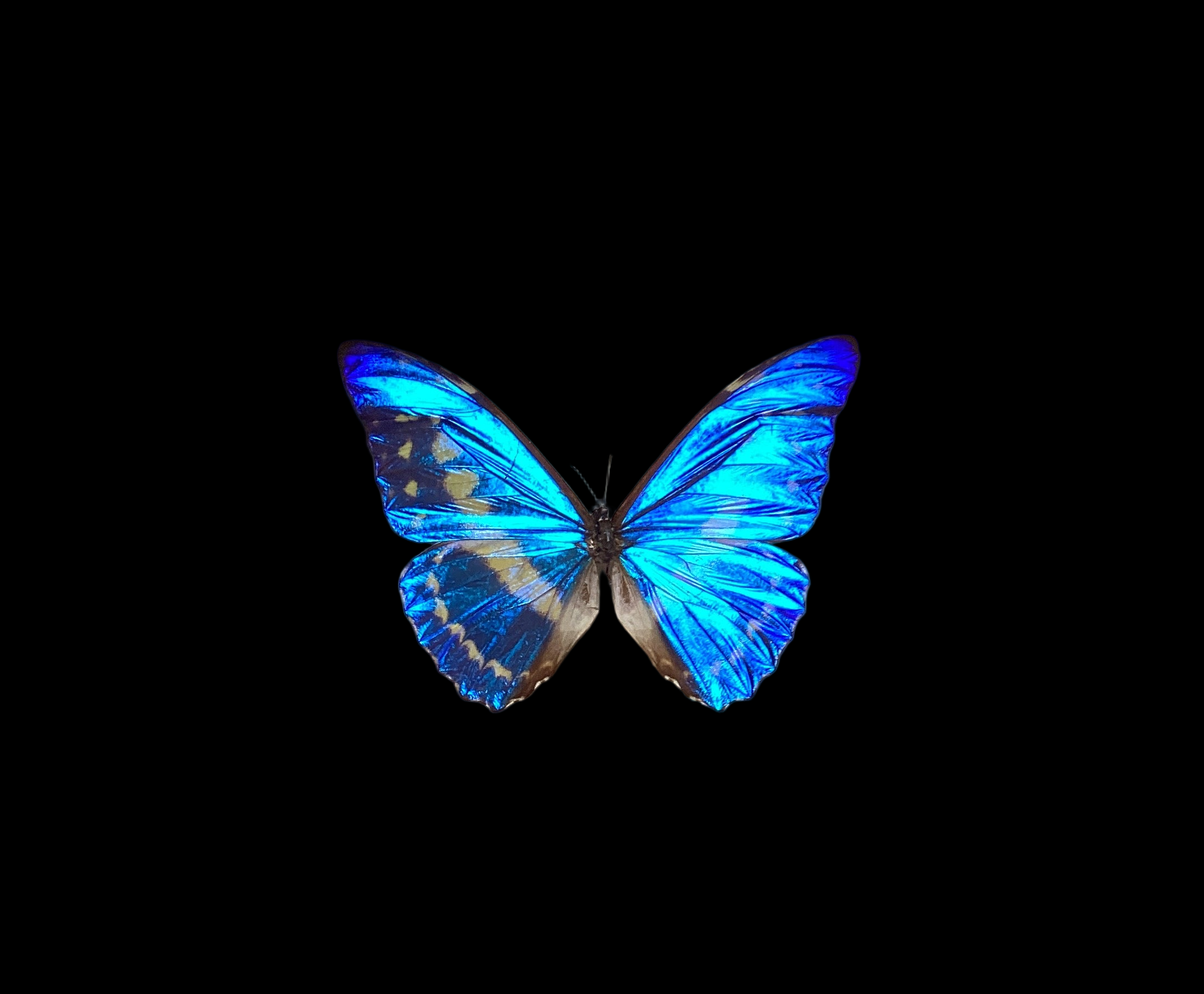 Morpho Cypos