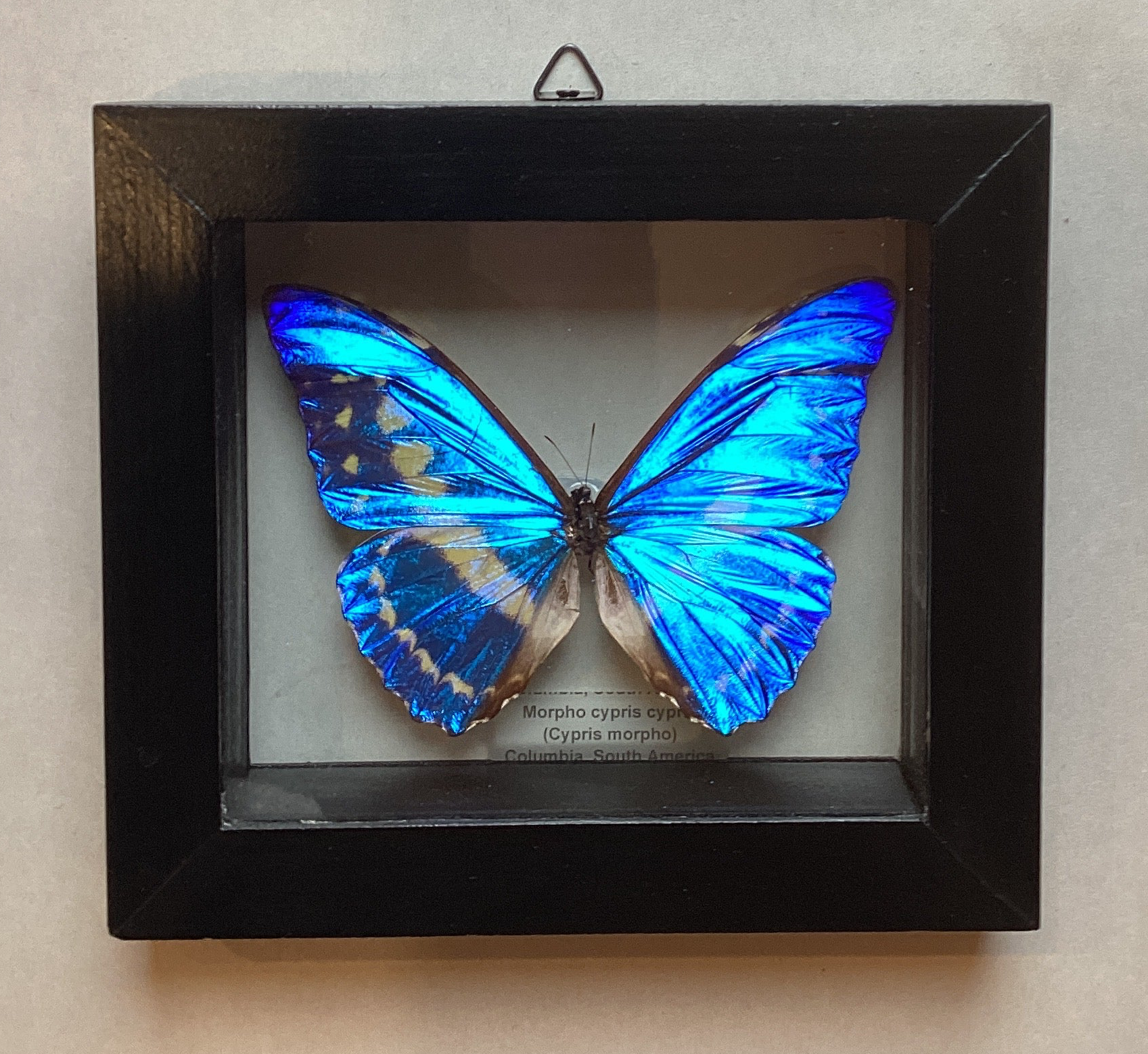 Morpho Cypos