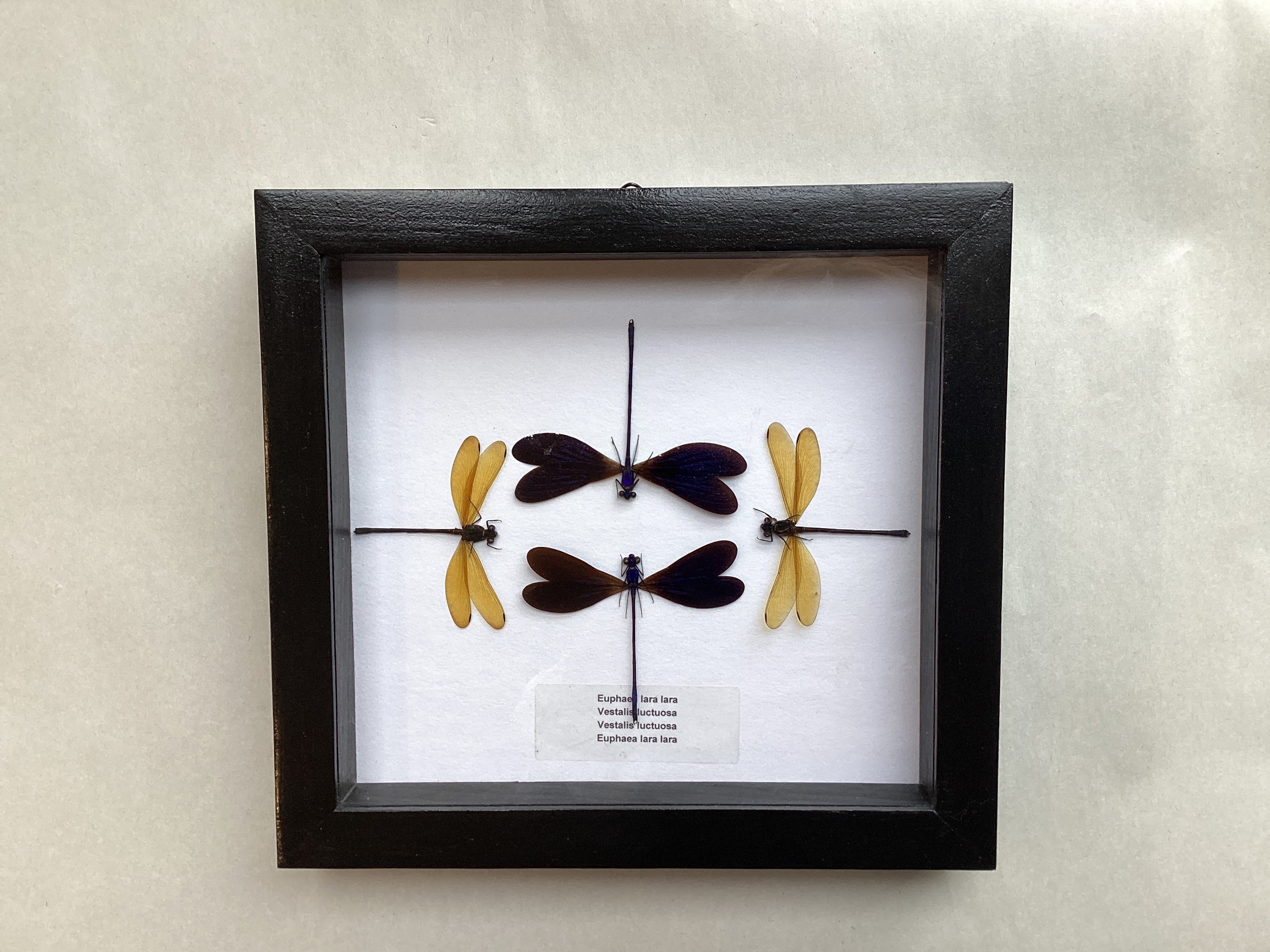 Damselfly Collection