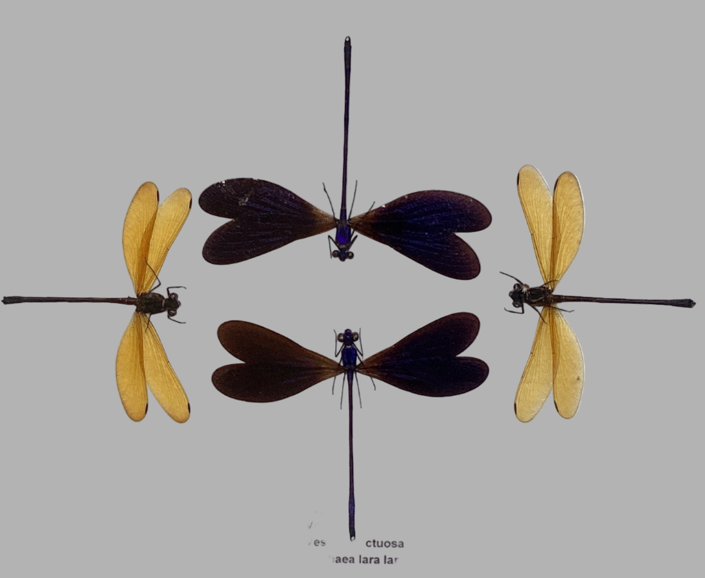 Damselfly Collection