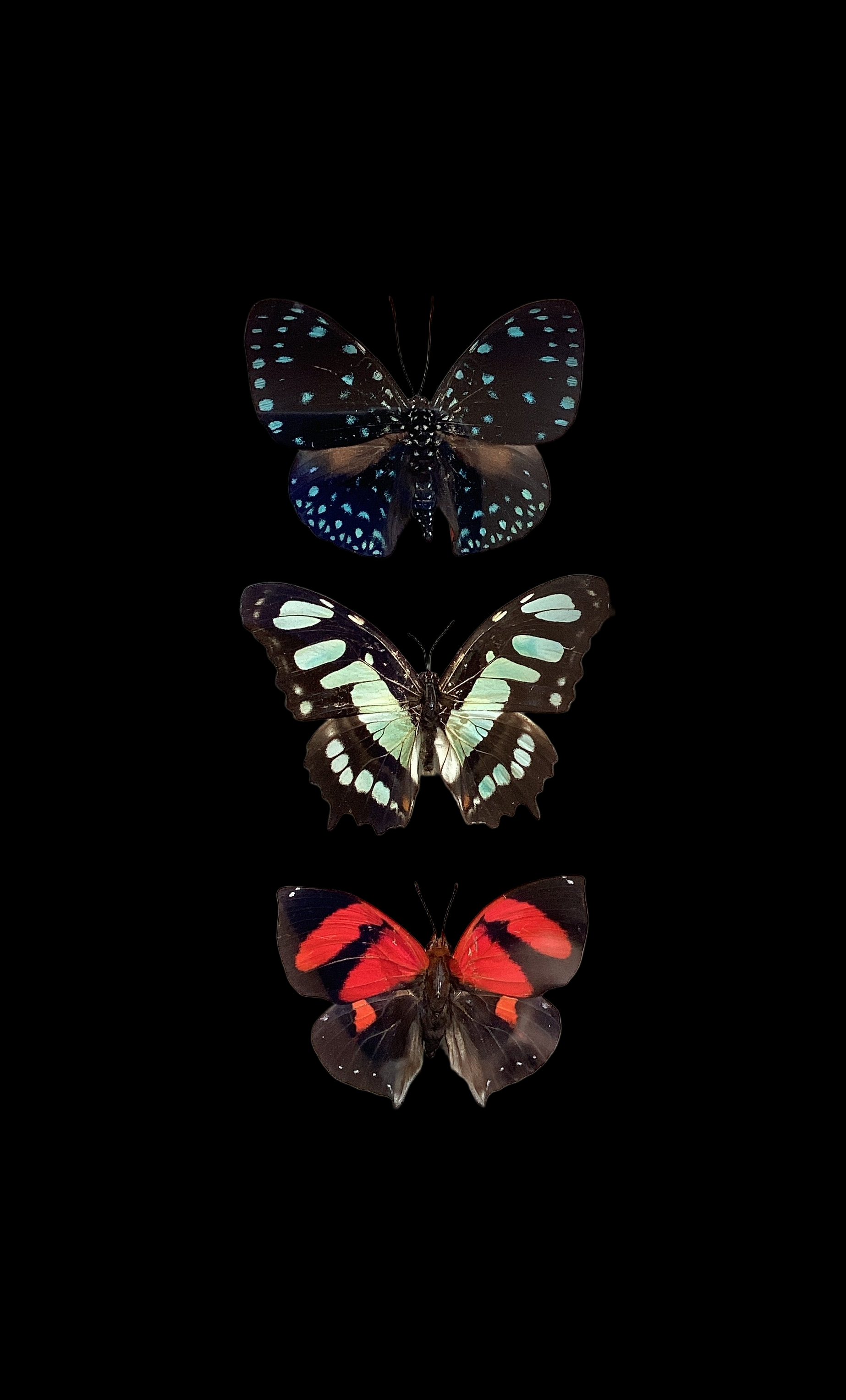 Butterfly Collection M.