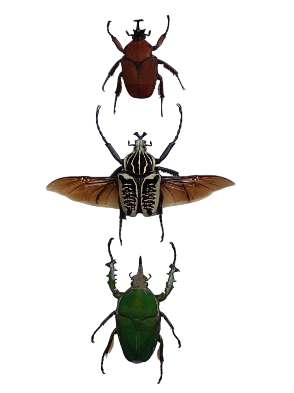 Lg Flower Beetle Collection