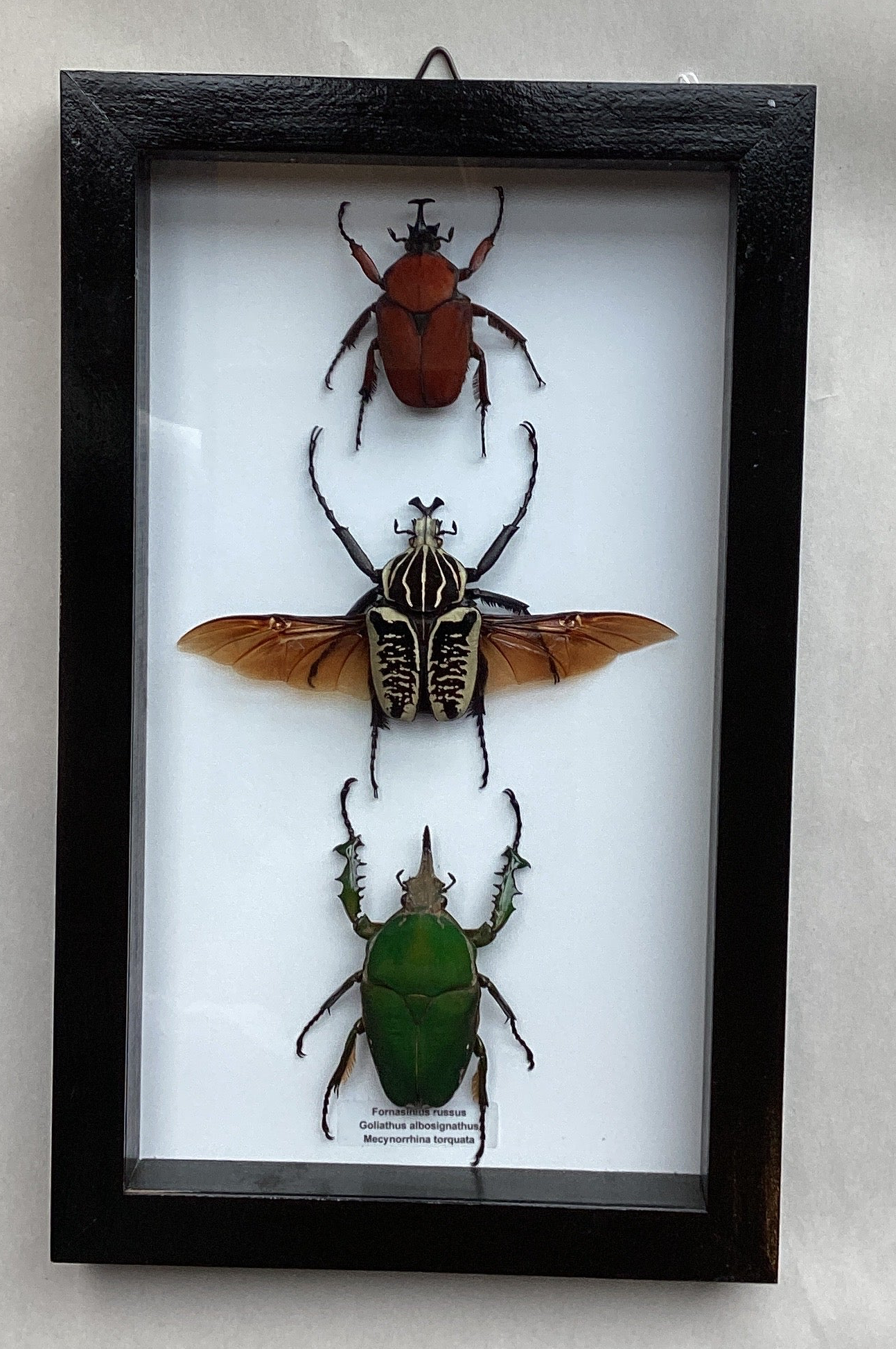 Lg Flower Beetle Collection