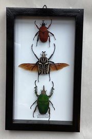 Lg Flower Beetle Collection