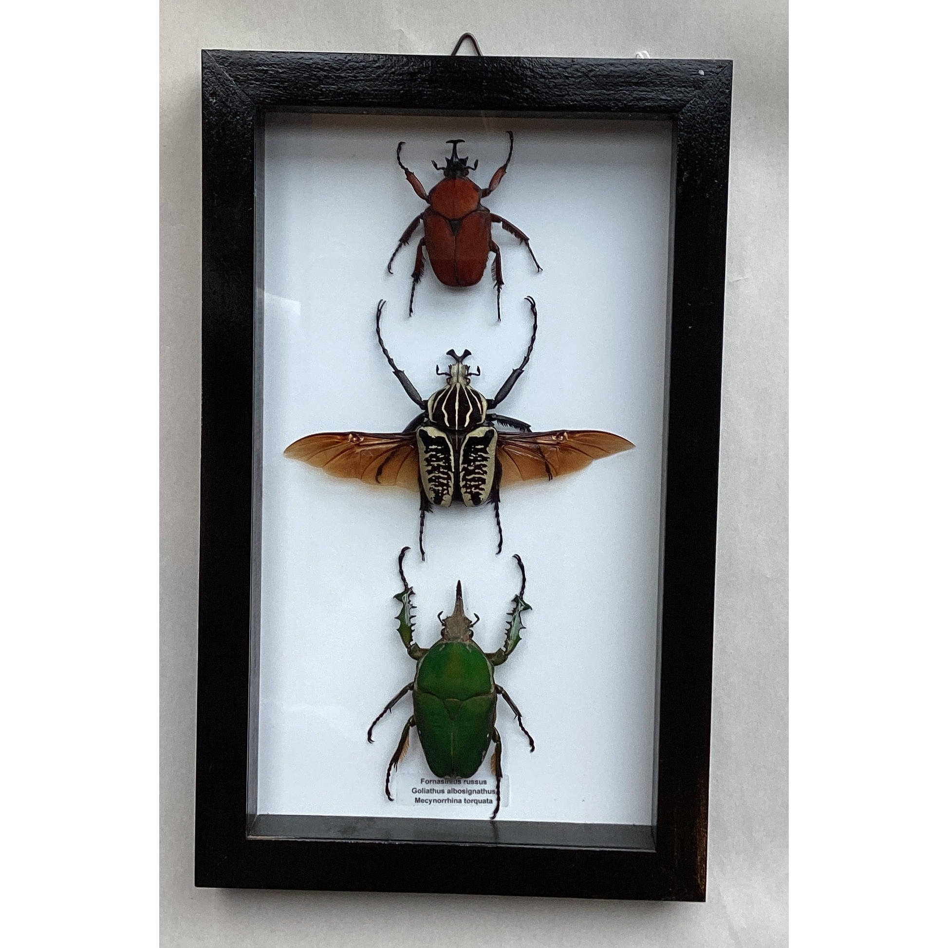 Lg Flower Beetle Collection