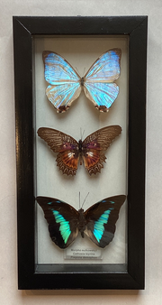Triple Butterfly Collection L