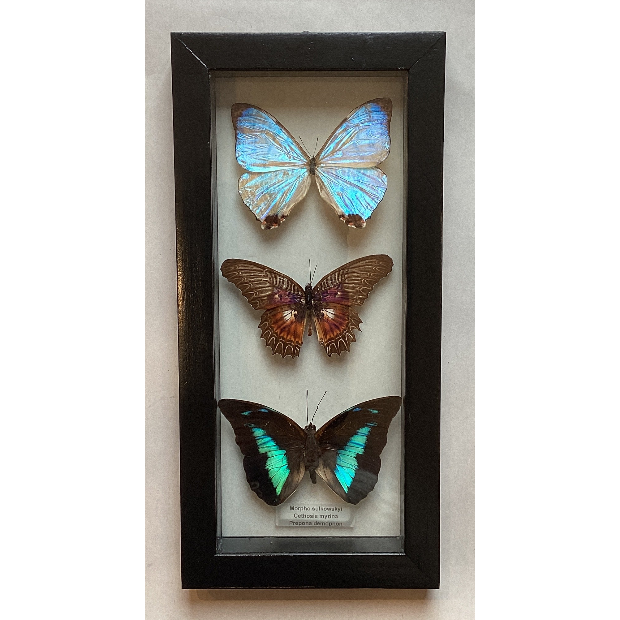 Triple Butterfly Collection L