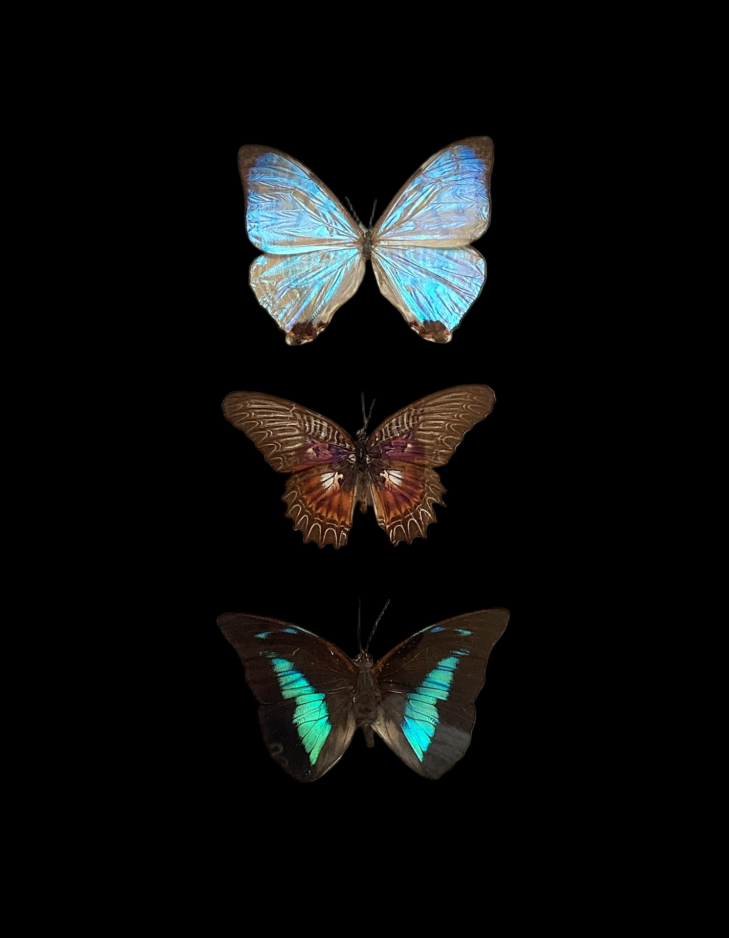 Triple Butterfly Collection L