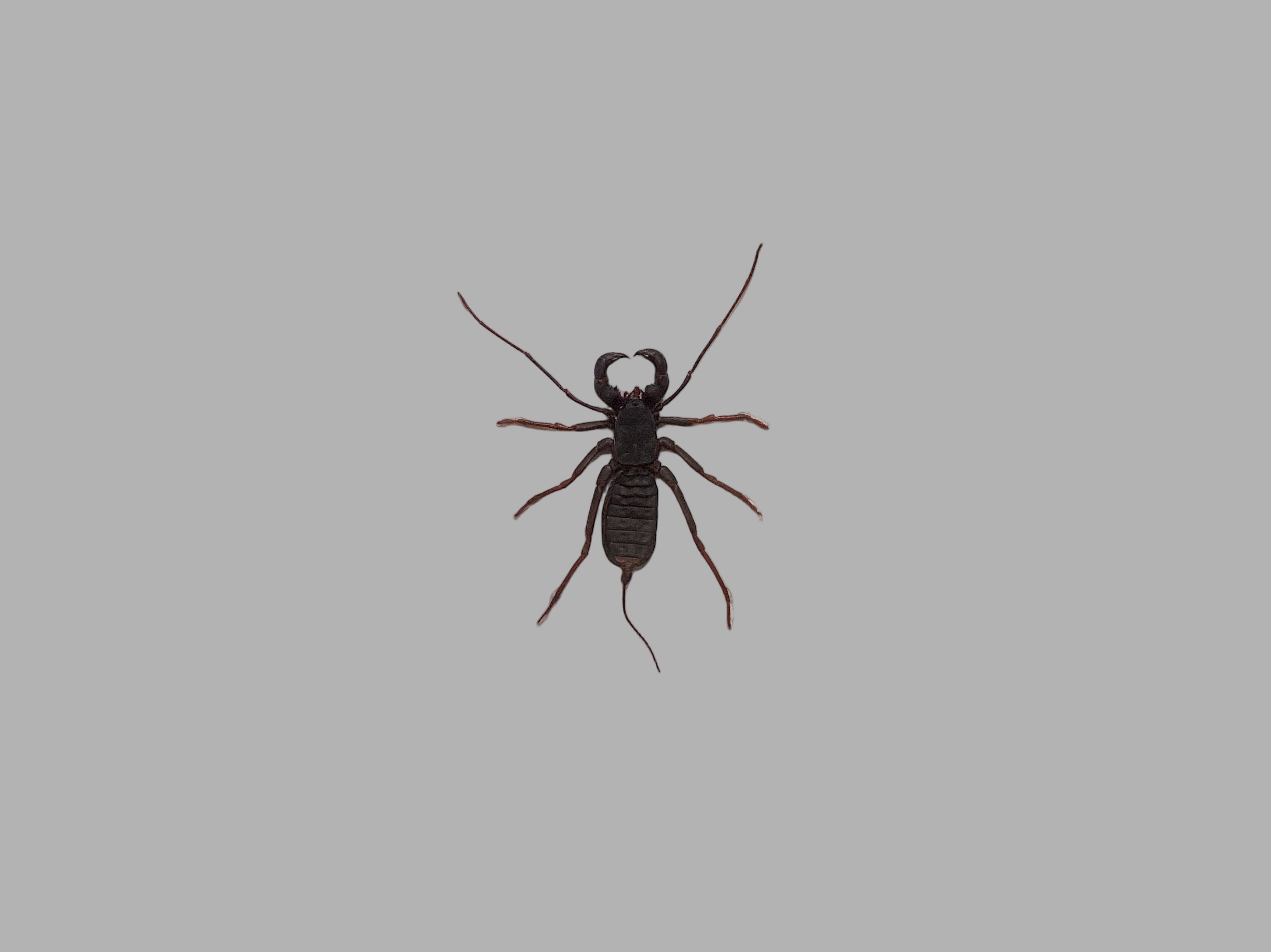 Vinegaroon Tailed Whip Scorpion