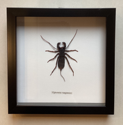 Vinegaroon Tailed Whip Scorpion