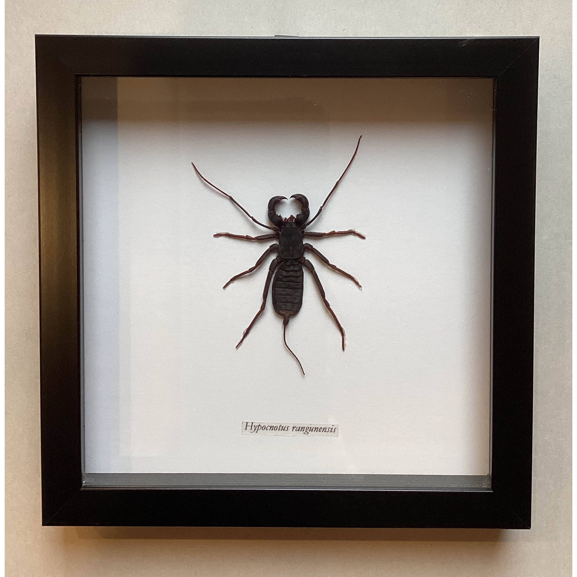 Vinegaroon Tailed Whip Scorpion