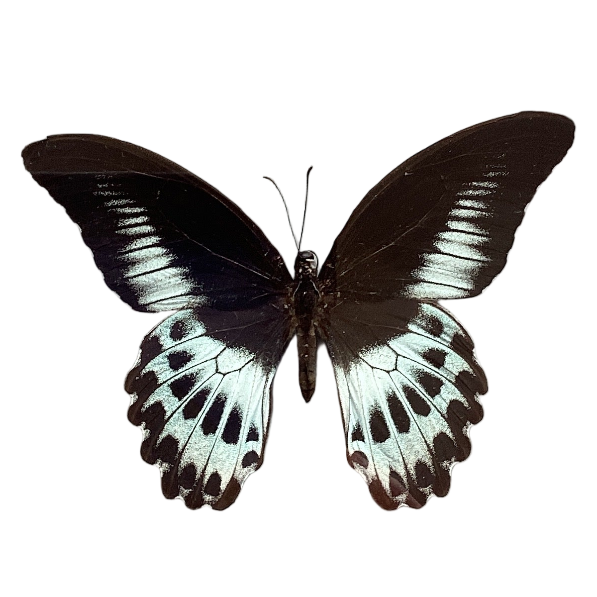 Blue Mormon - Very Rare!