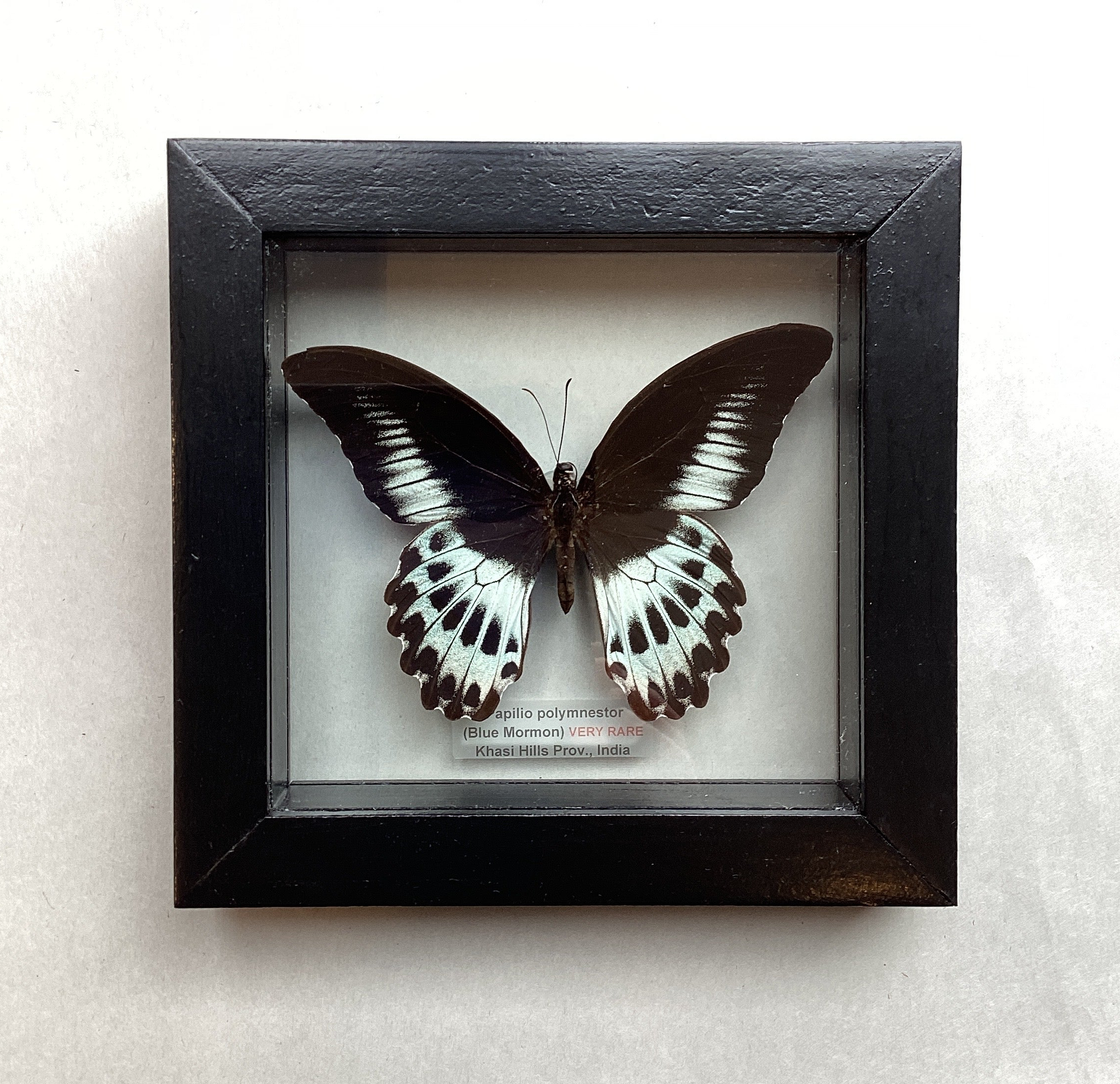 Blue Mormon - Very Rare!