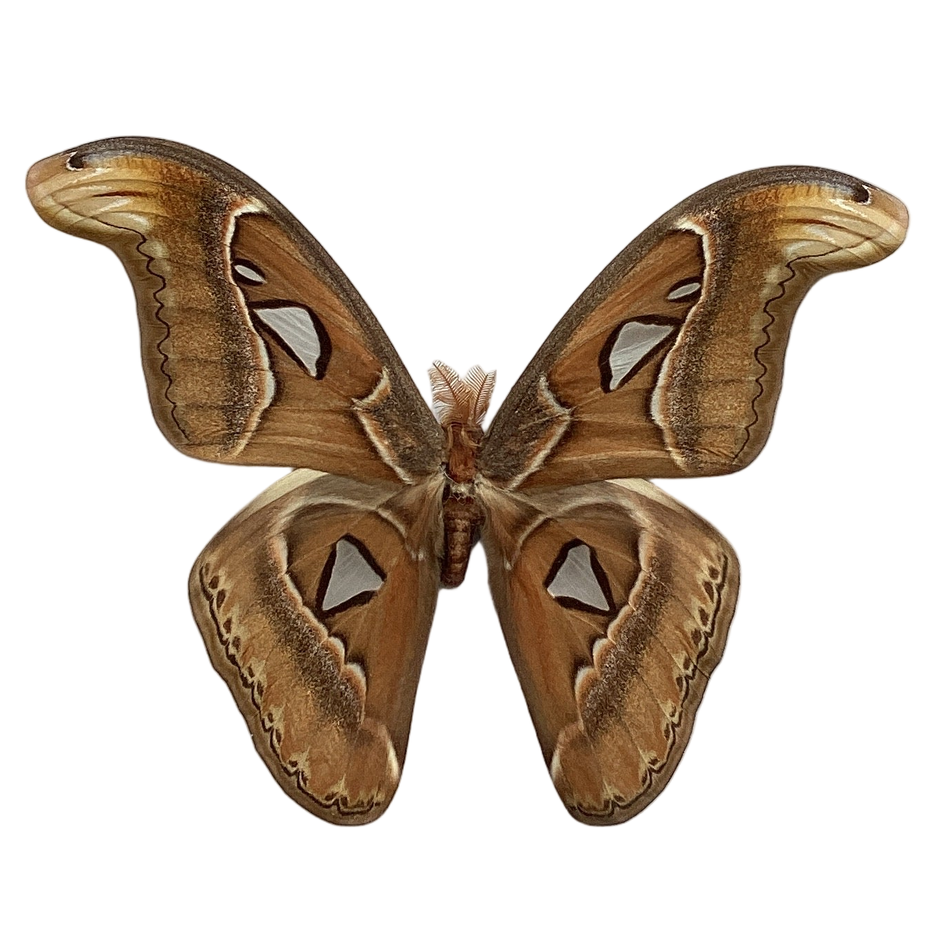 Atlas Moth Male