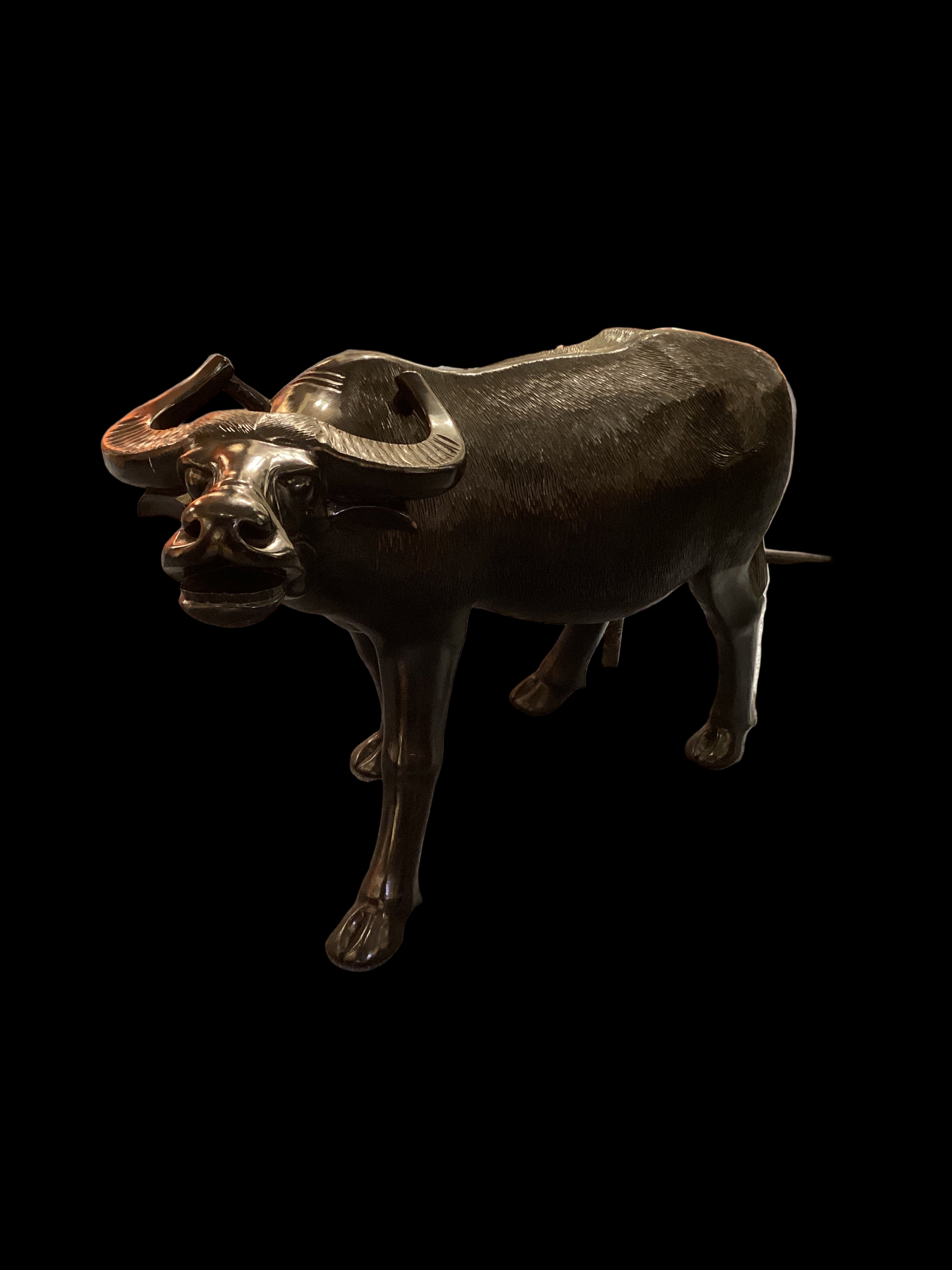 Carabaro Water Buffalo - x2409.20.102