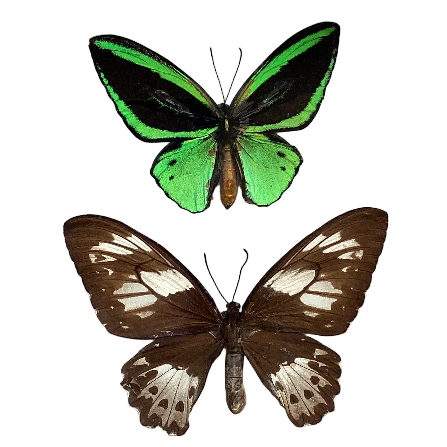 Emerald Triton Birdwing M&F