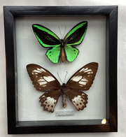 Emerald Triton Birdwing M&F