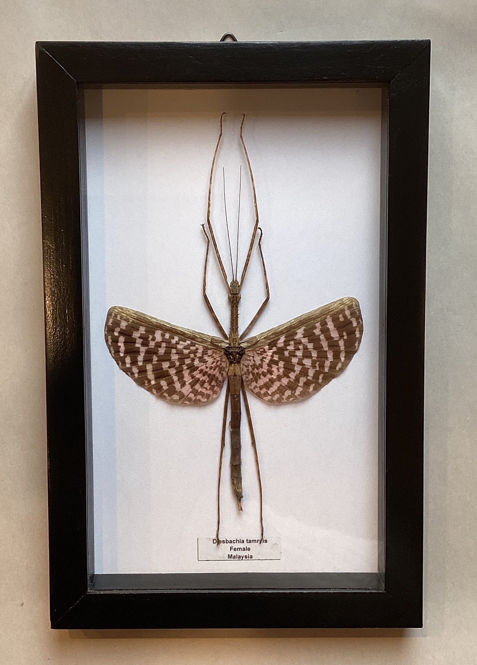 Tessellated Spiney Walking Stick Male