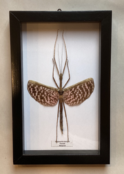 Tessellated Spiney Walking Stick Male