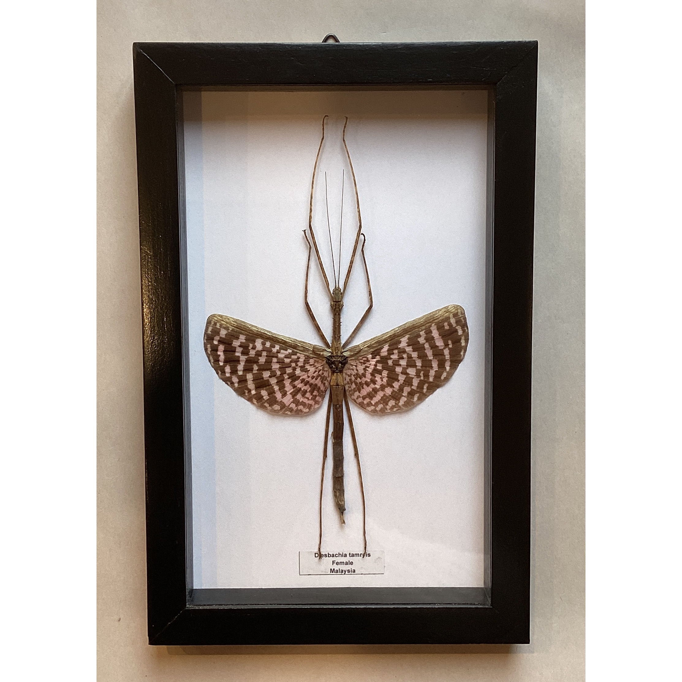 Tessellated Spiney Walking Stick Male