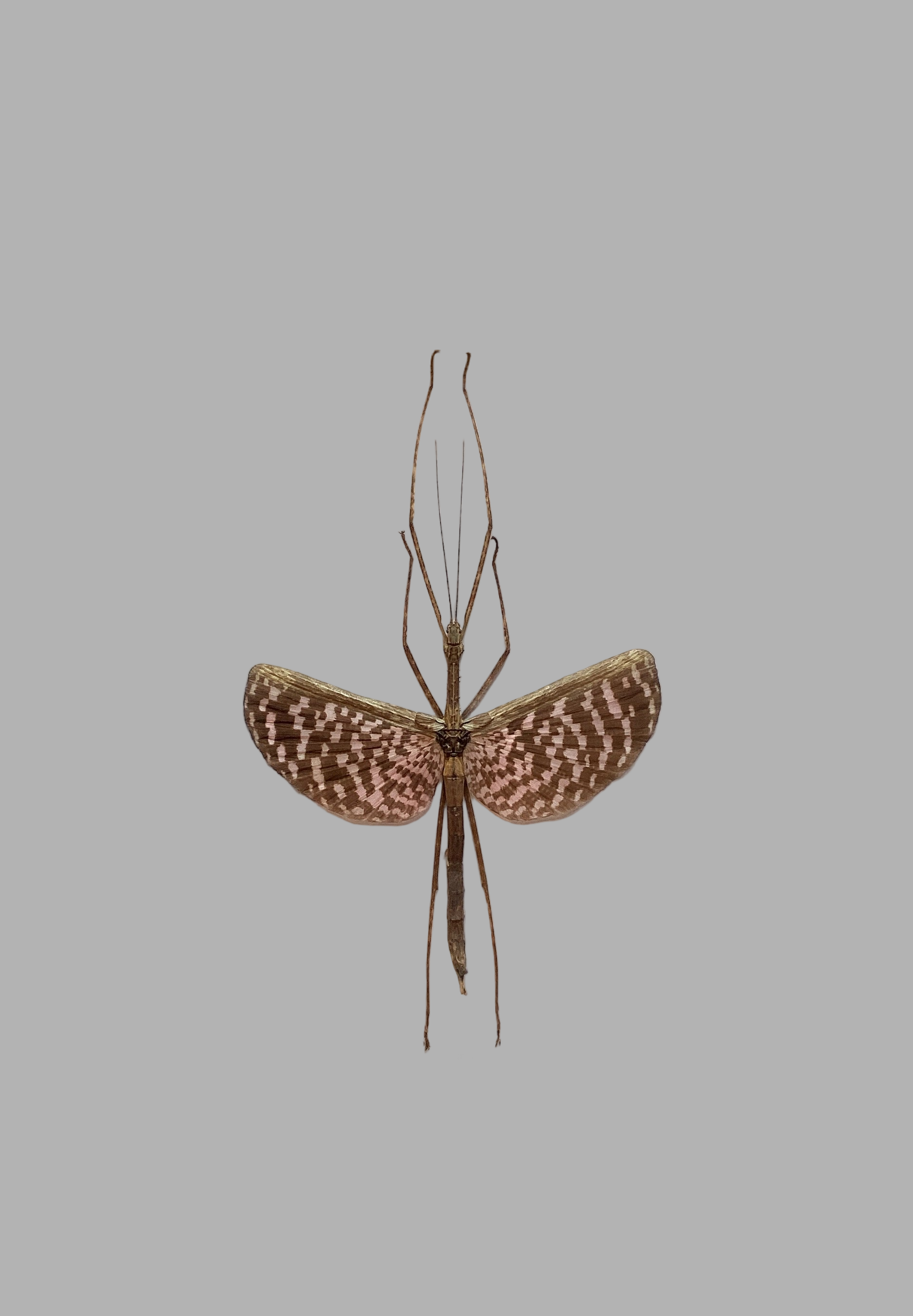 Tessellated Spiney Walking Stick Male