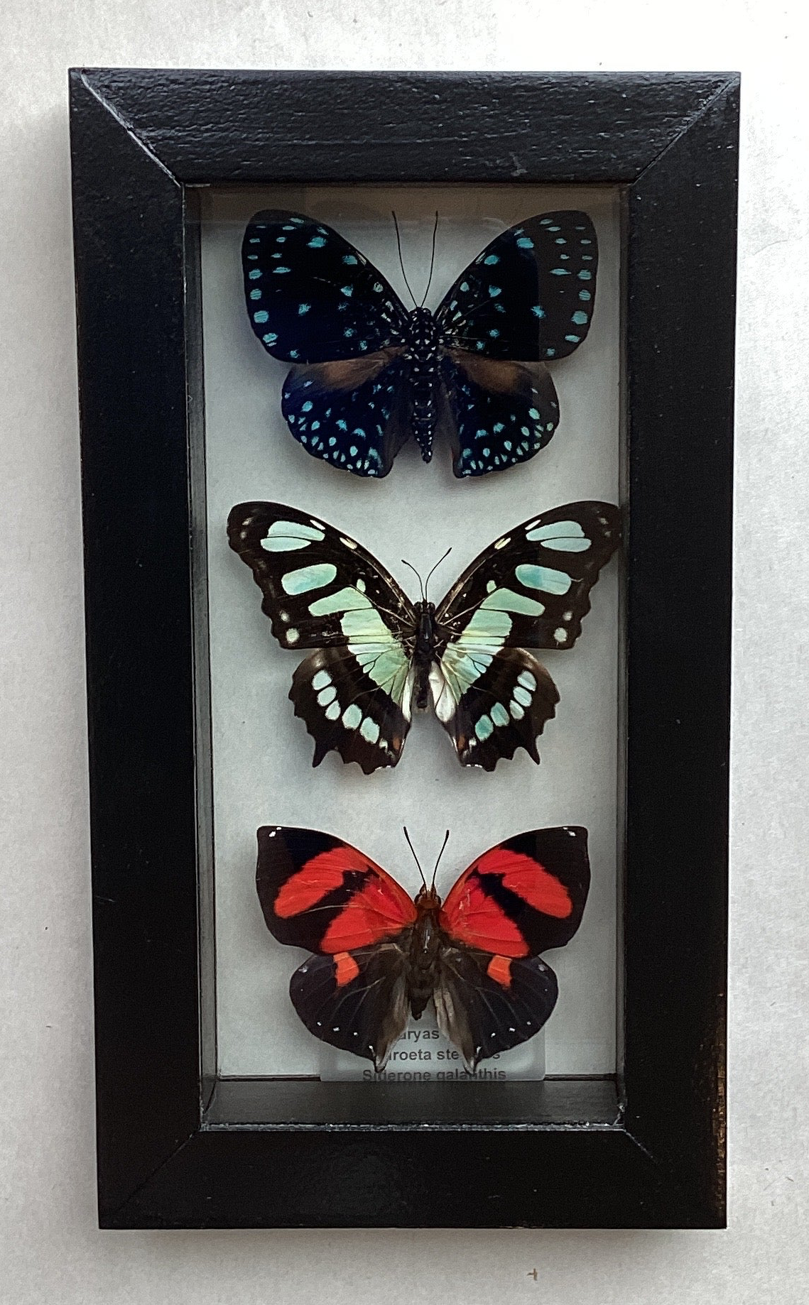 Butterfly Collection M.