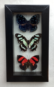 Butterfly Collection M.