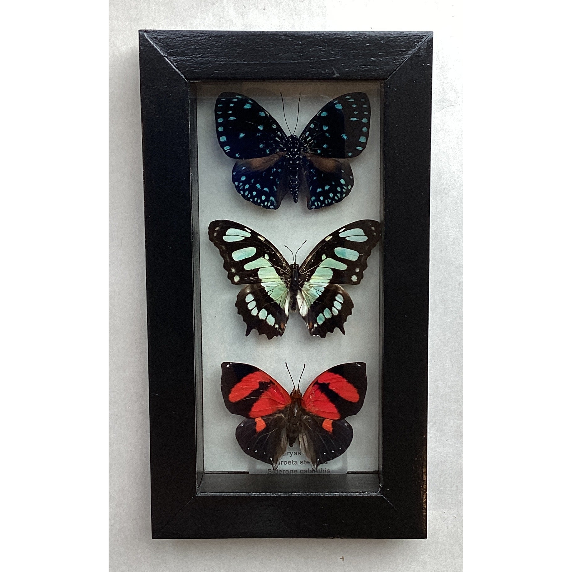 Butterfly Collection M.