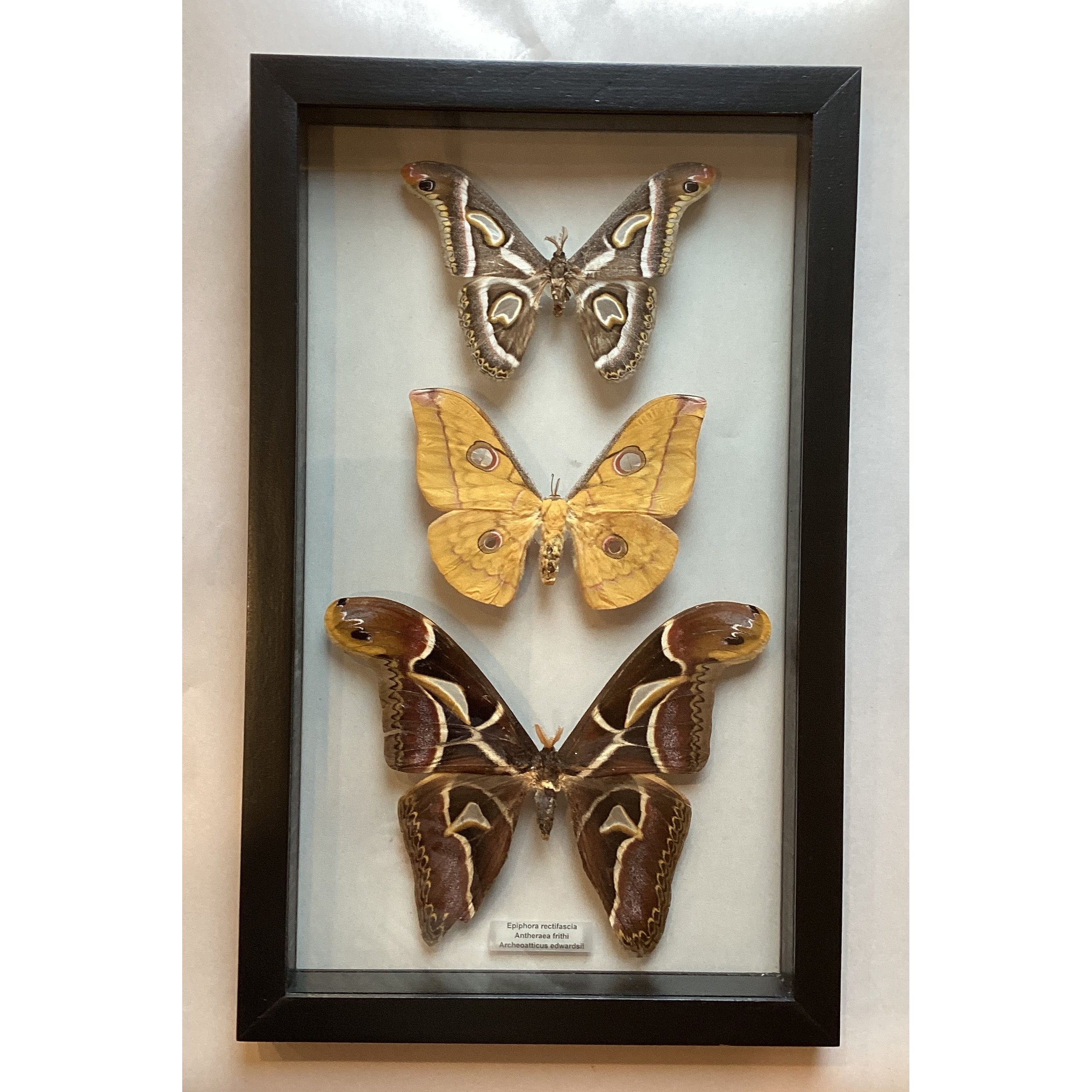 Silkworm Collection