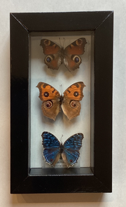 Triple Buckeye Collection