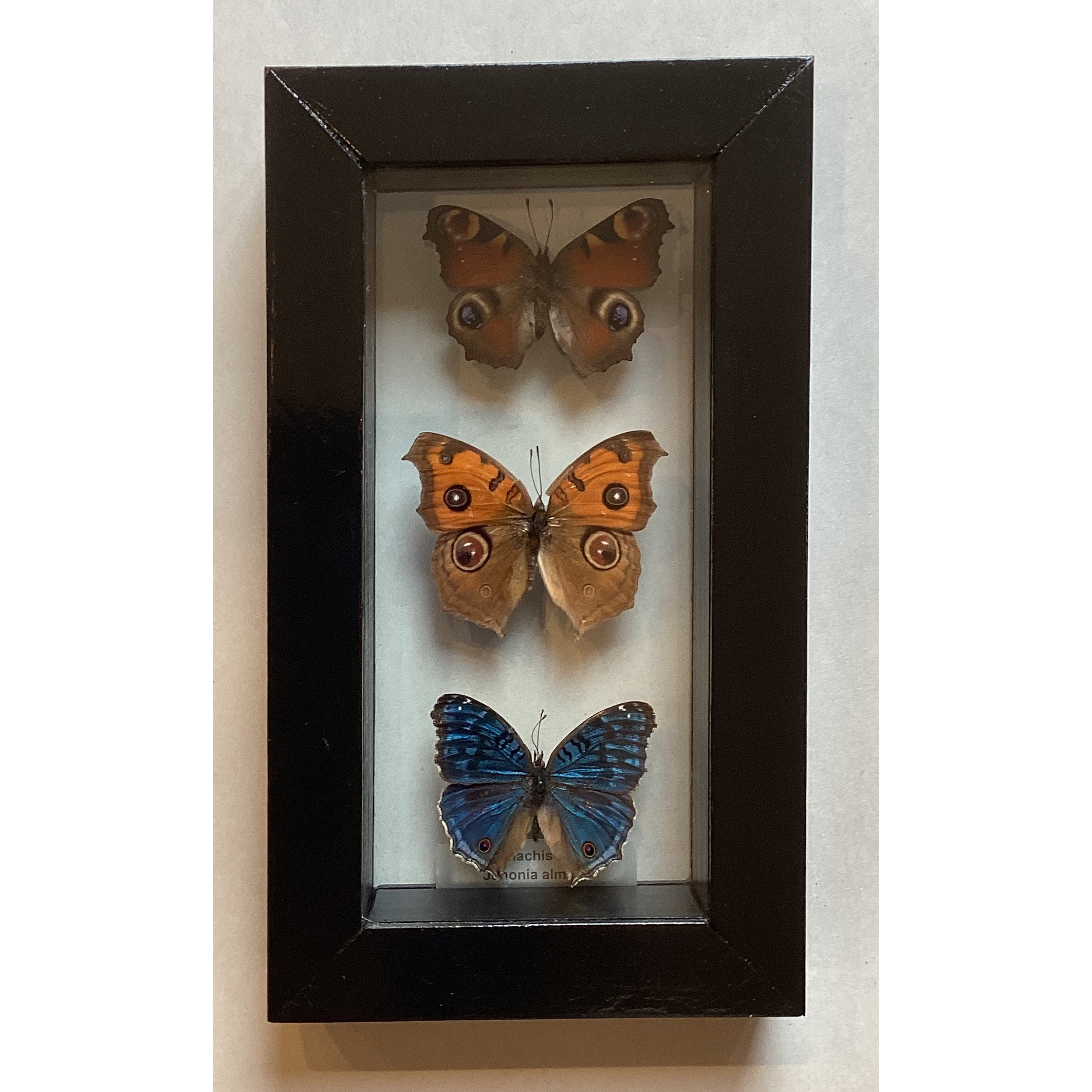 Triple Buckeye Collection