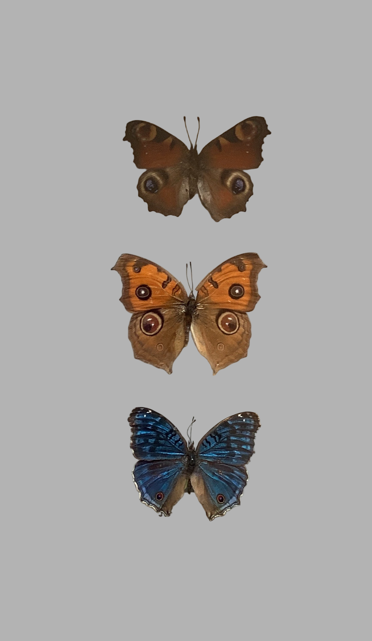 Triple Buckeye Collection