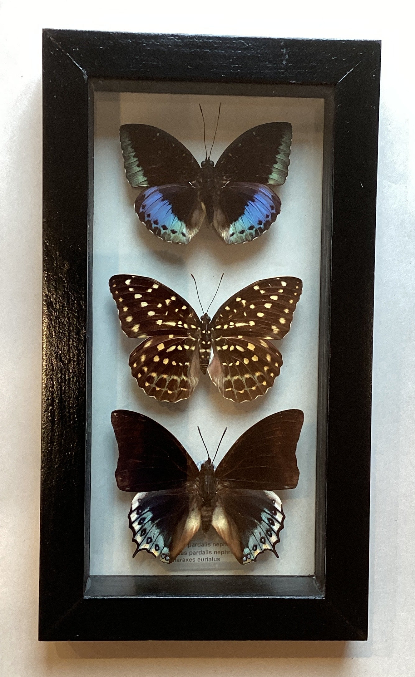 Triple Butterfly Collection Med