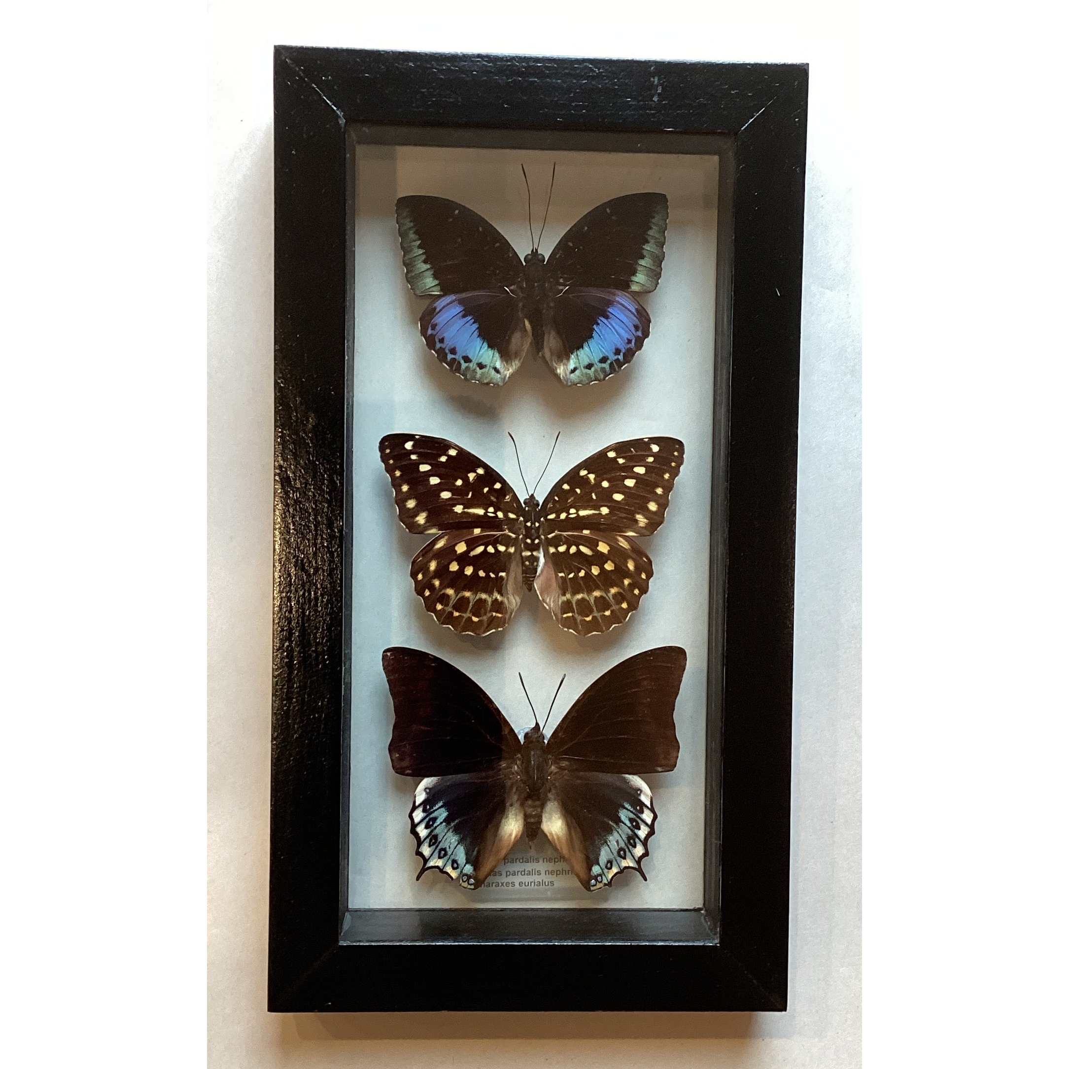Triple Butterfly Collection Med