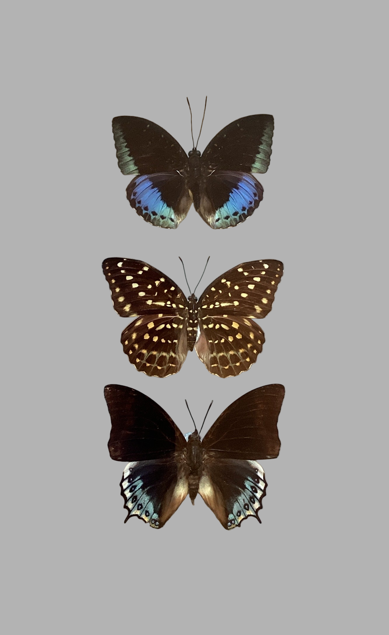 Triple Butterfly Collection Med