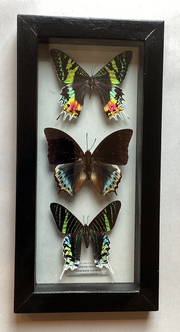 Triple Urania Collection