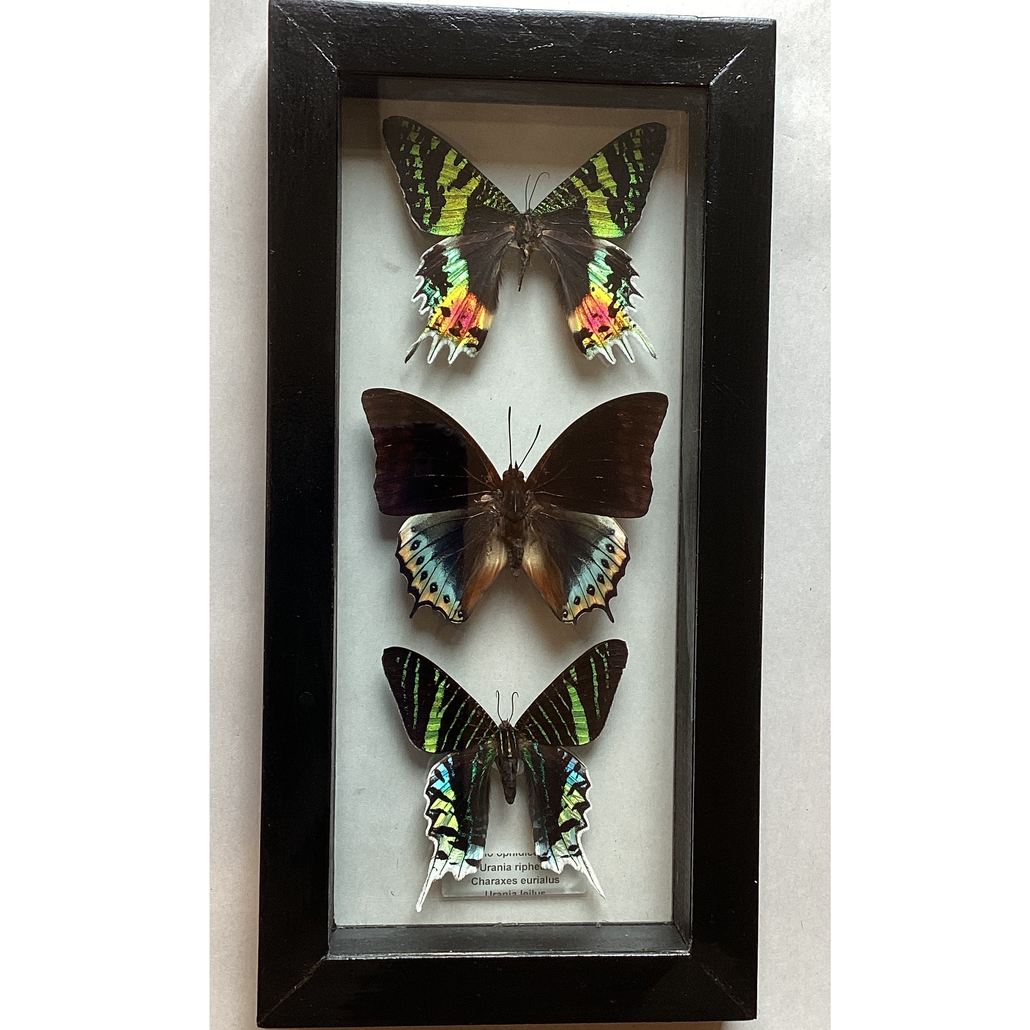 Triple Urania Collection