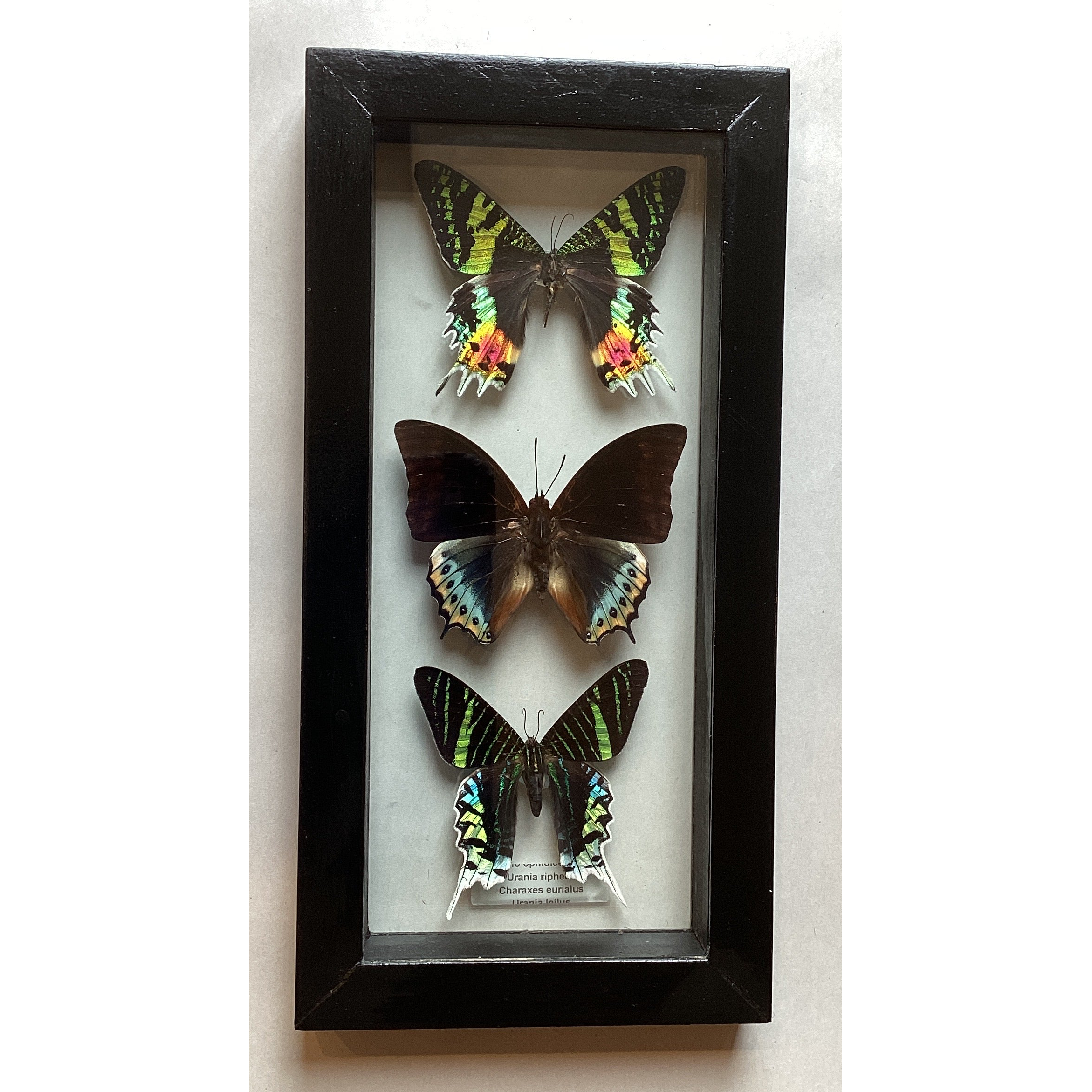 Triple Urania Collection