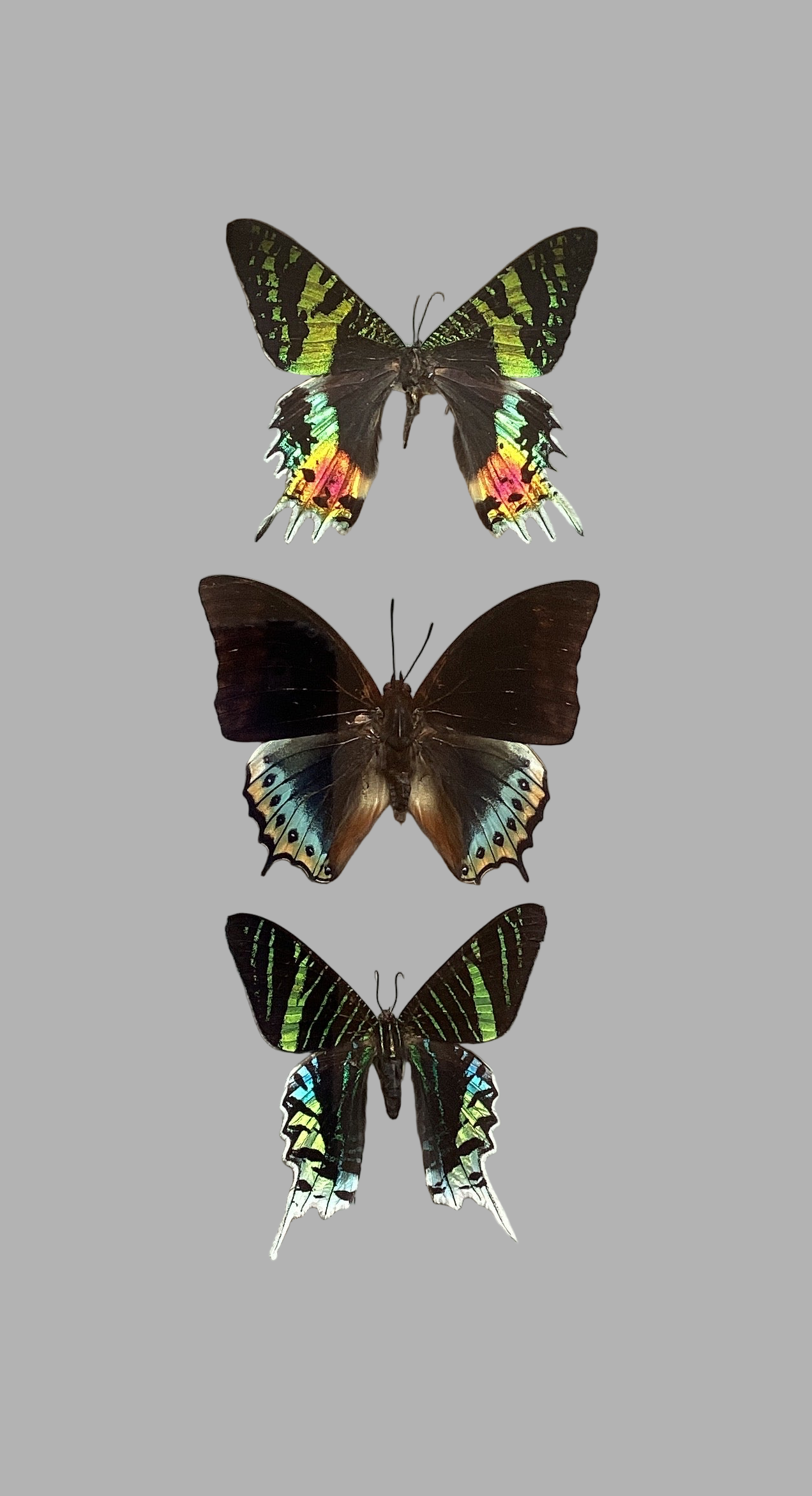 Triple Urania Collection