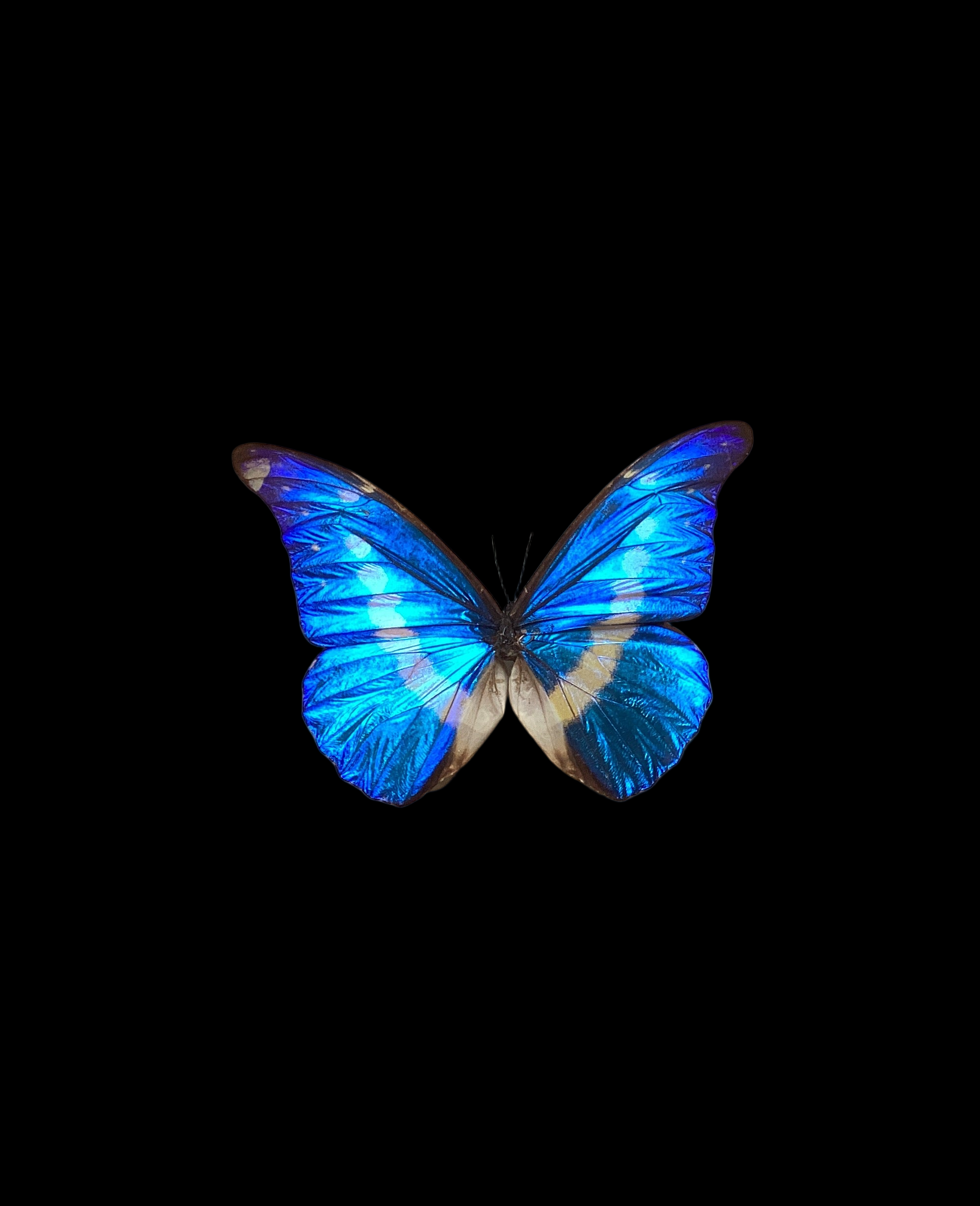 Morpho Helena