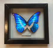 Morpho Helena
