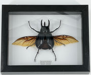 Sumatran Caucasus Rhino Beetle