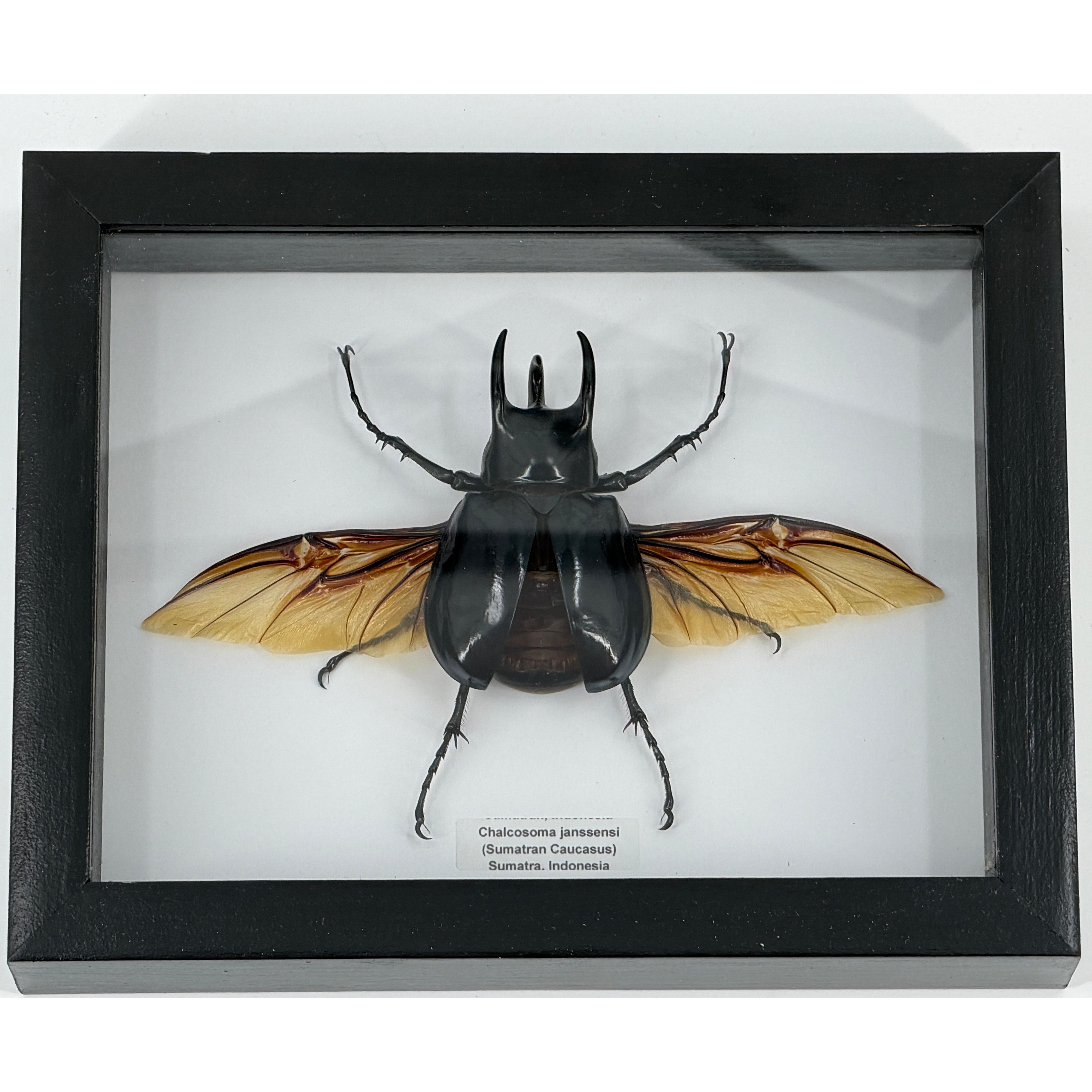 Sumatran Caucasus Rhino Beetle