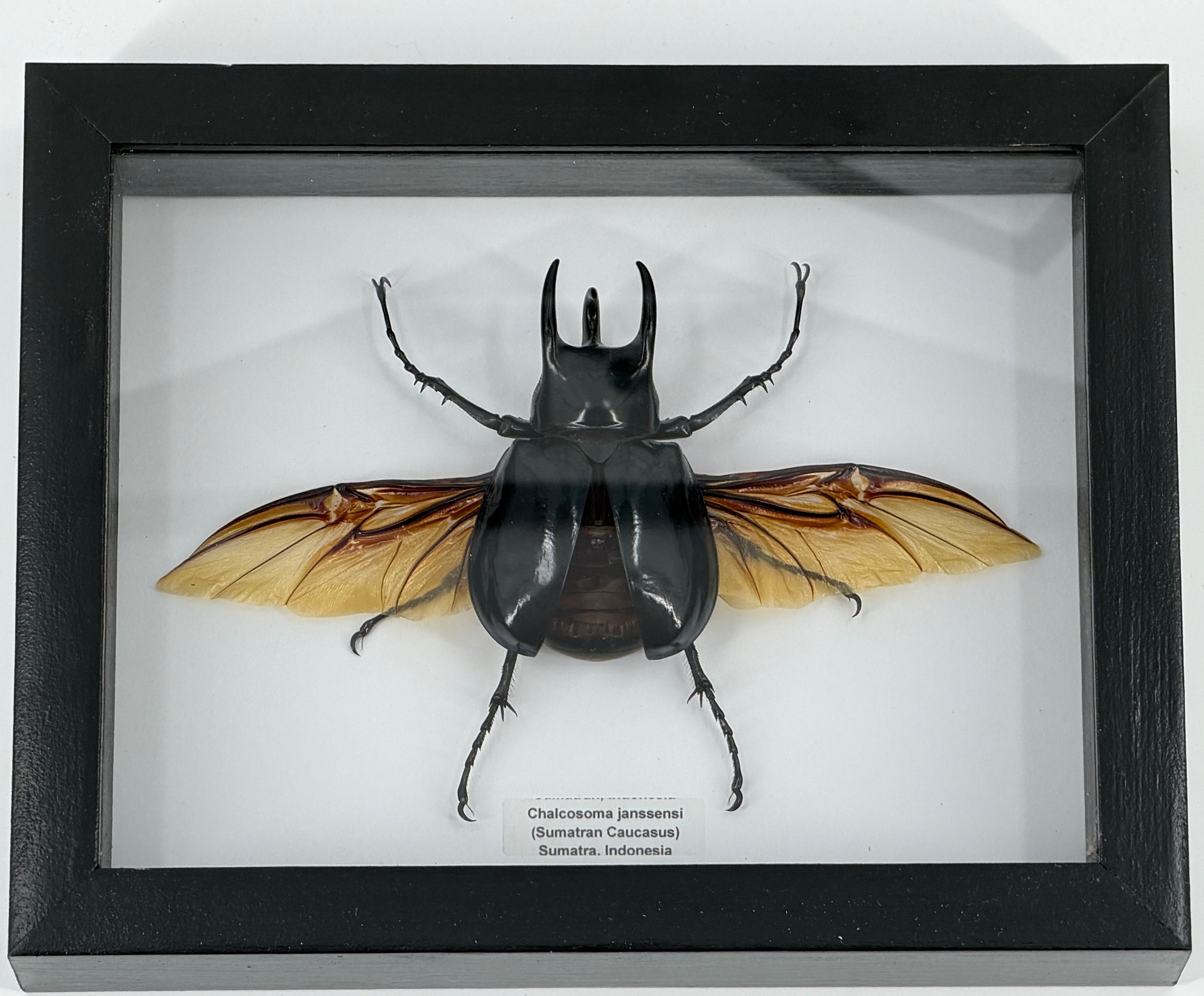 Sumatran Caucasus Rhino Beetle