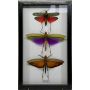 3 Piece Locust collection