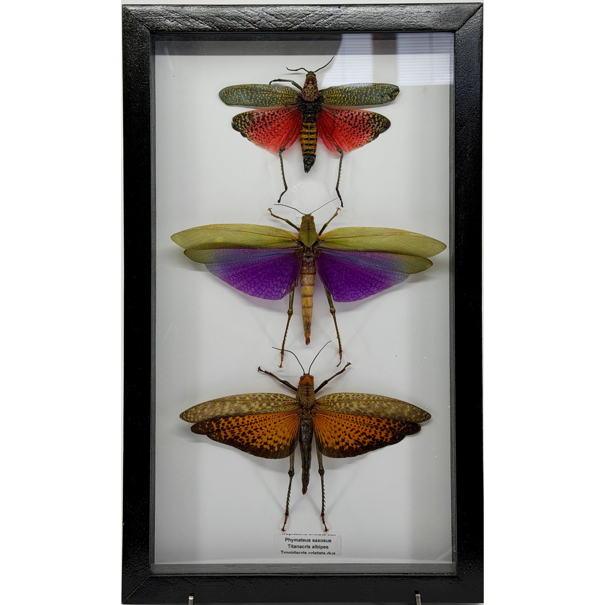 3 Piece Locust collection